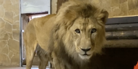 В Ленинградском зоопарке празднуют День Рождения льва Адама